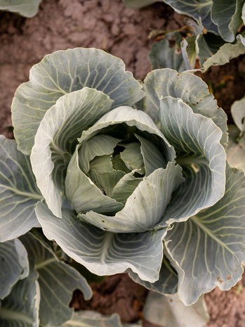 Botmas Botmas Biologische Witte kool - Vers