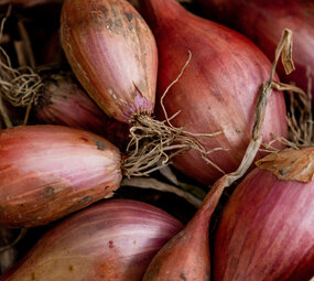 Botmas Biologische Sjalotten - RTU