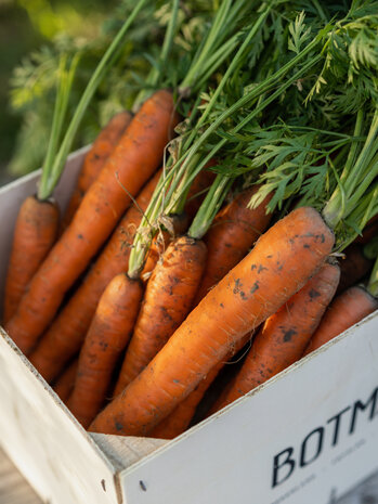 Botmas Botmas Biologische Wortel - Vers