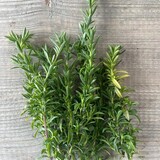 Botmas Biologische Tijm - Vers Botmas Biologische Tijm - Vers