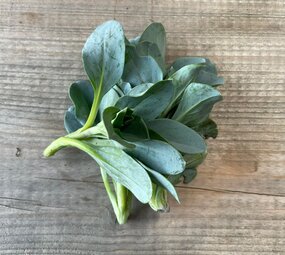 Botmas Biologisch Oesterblad Vers Botmas Biologisch Oesterblad Vers