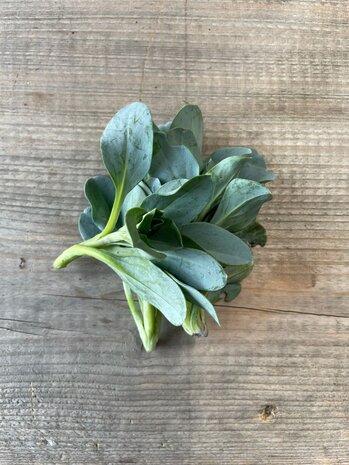 Botmas Biologisch Oesterblad Vers Botmas Biologisch Oesterblad Vers