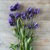 Botmas Biologische Verse Lavendel Botmas Biologische Verse Lavendel