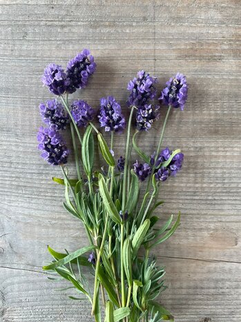 Botmas Biologische Verse Lavendel Botmas Biologische Verse Lavendel
