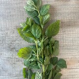 Botmas Biologische Verse Citroenmelisse Botmas Biologische Verse Citroenmelisse