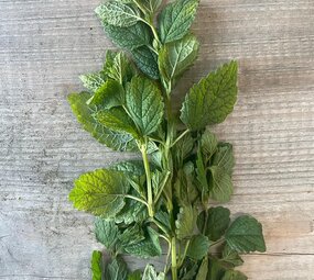 Botmas Biologische Verse Citroenmelisse Botmas Biologische Verse Citroenmelisse