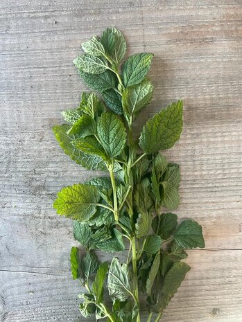 Botmas Biologische Verse Citroenmelisse Botmas Biologische Verse Citroenmelisse