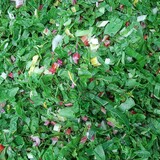 Botmas Biologische Snijbiet - RTU Botmas Biologische Snijbiet - RTU