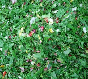 Botmas Biologische Snijbiet - RTU