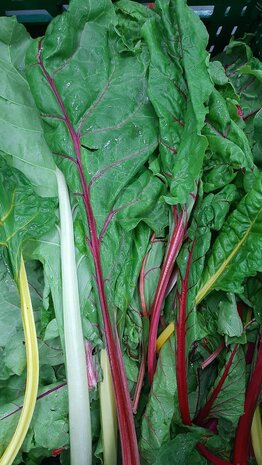 Botmas Biologische Snijbiet - RTU