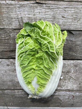 Botmas Botmas Biologische Chinese Kool - Vers Botmas Botmas Biologische Chinese Kool - Vers