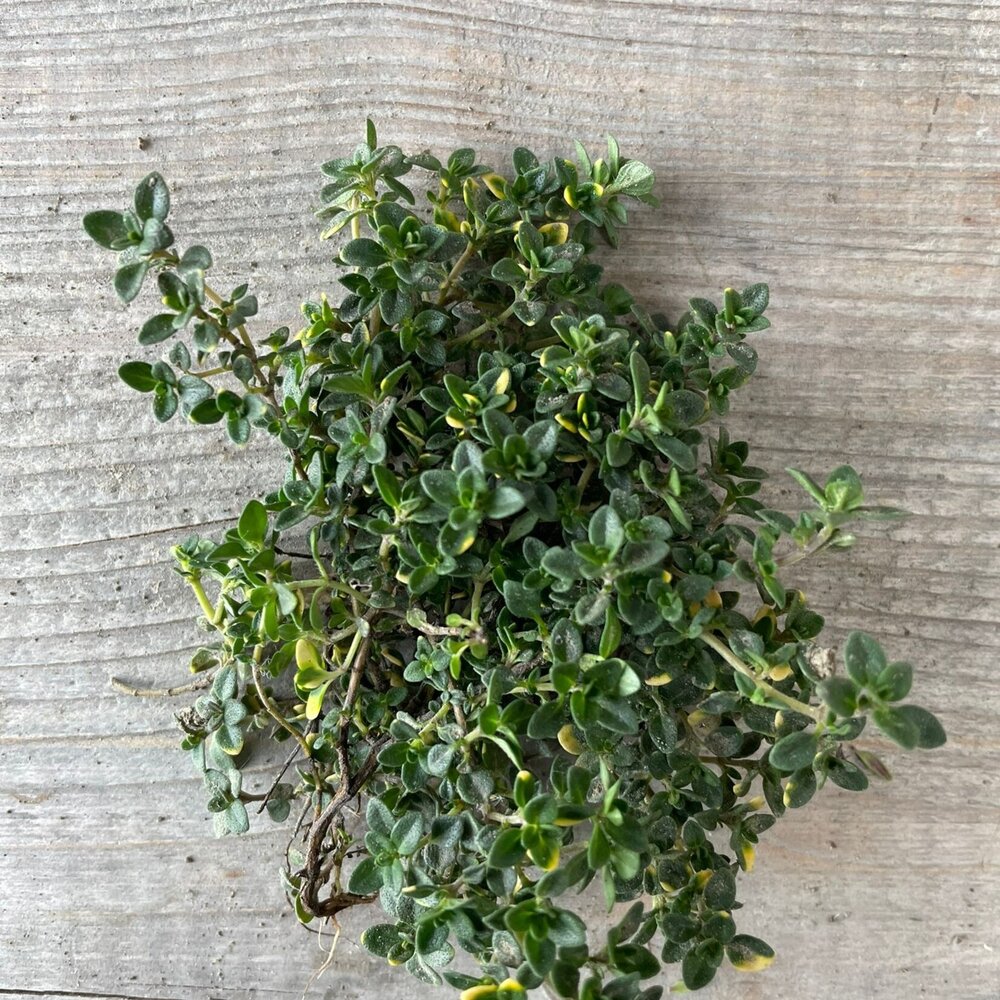 Botmas Biologische Tijm - Vers Botmas Biologische Tijm - Vers