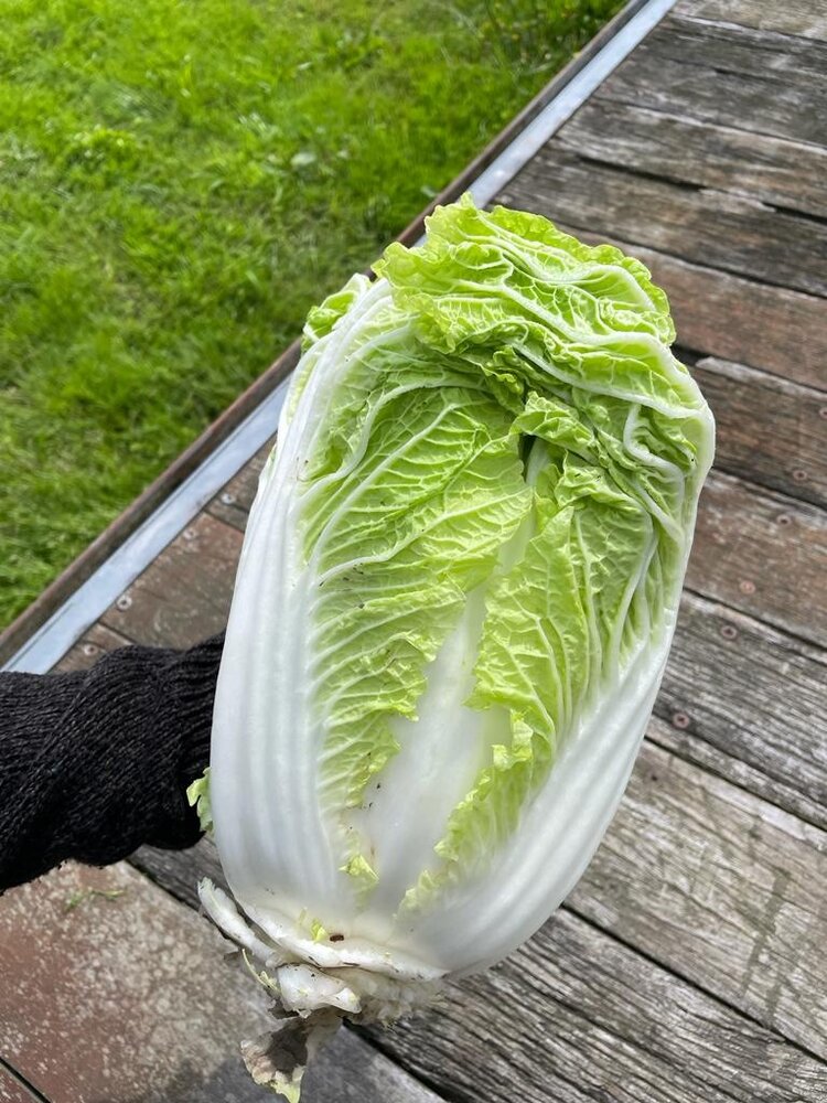 Botmas Biologische Chinese Kool - RTU