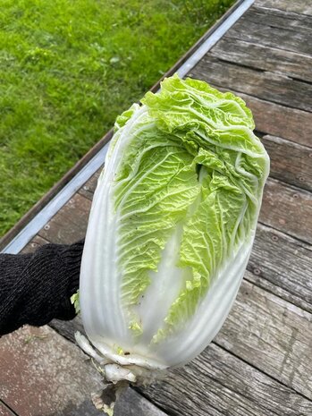 Botmas Biologische Chinese Kool - RTU Botmas Biologische Chinese Kool - RTU