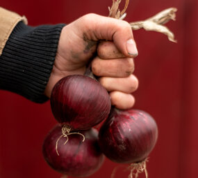 Botmas Biologische Rode Ui - Vers