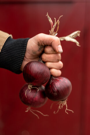 Botmas Botmas Biologische Rode Ui - Vers