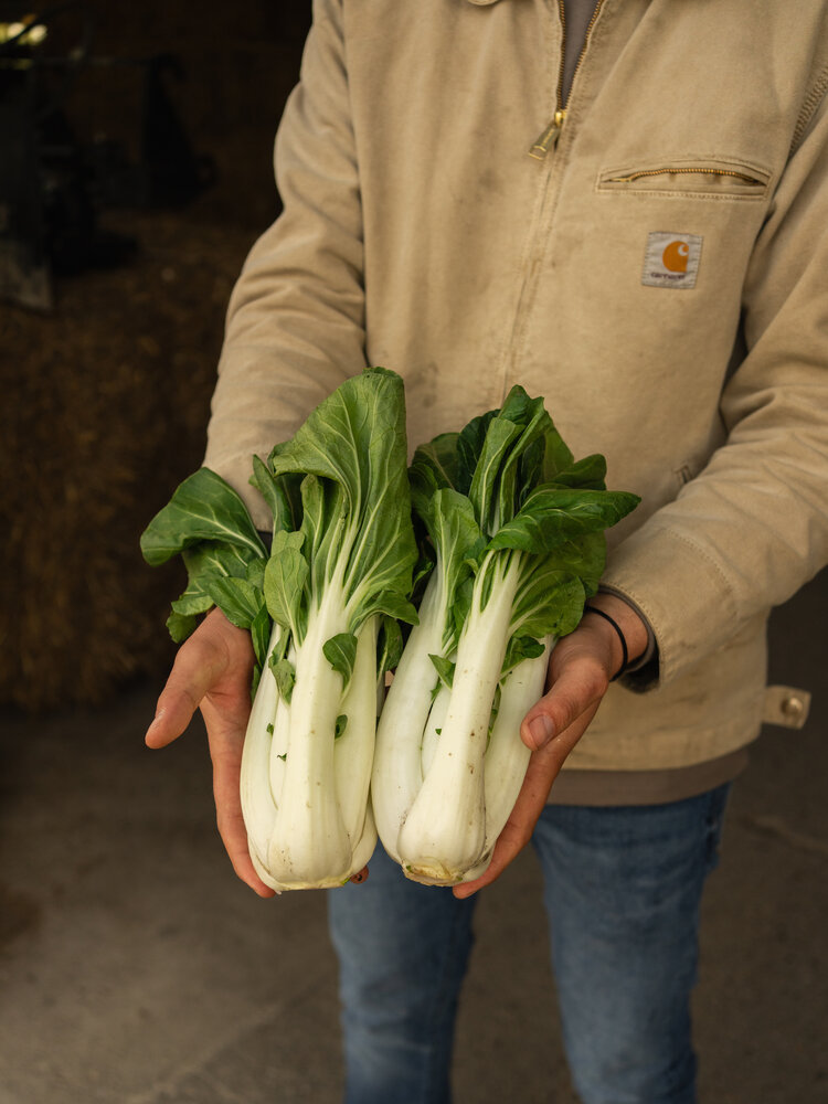 Botmas Biologische Paksoi - Vers Botmas Biologische Paksoi - Vers