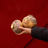 Botmas Biologische koolraap - Vers Botmas Biologische koolraap - Vers