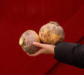 Botmas Biologische koolraap - Vers