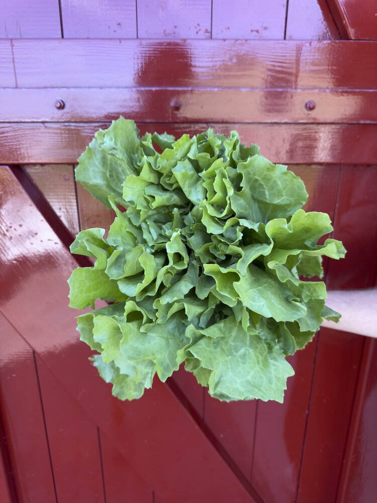 Botmas Biologische Andijvie - Vers Botmas Biologische Andijvie - Vers