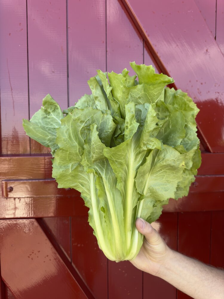 Botmas Biologische Andijvie - Vers Botmas Biologische Andijvie - Vers