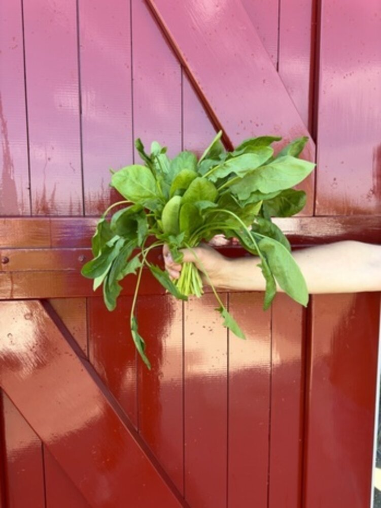 Botmas Botmas Biologische Wilde Spinazie - Vers Botmas Botmas Biologische Wilde Spinazie - Vers