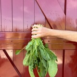 Botmas Biologische Wilde Spinazie - Vers Botmas Biologische Wilde Spinazie - Vers