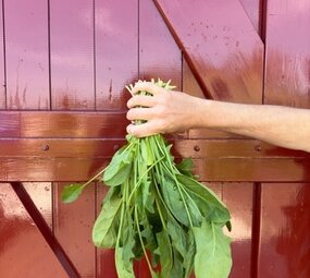 Botmas Biologische Wilde Spinazie - Vers