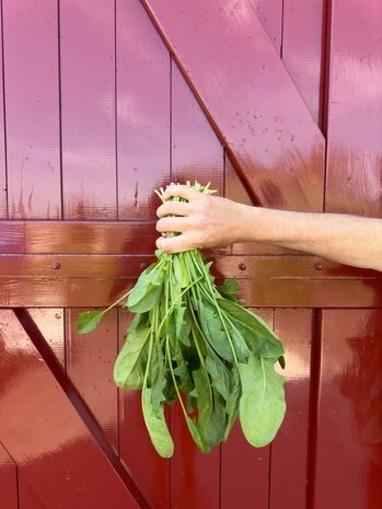 Botmas Botmas Biologische Wilde Spinazie - Vers Botmas Botmas Biologische Wilde Spinazie - Vers