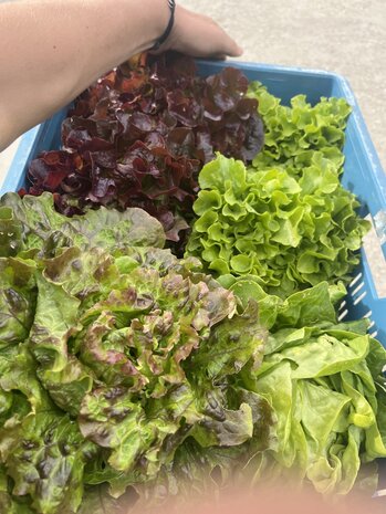 Botmas Biologische Gemengde Sla - Vers Botmas Biologische Gemengde Sla - Vers