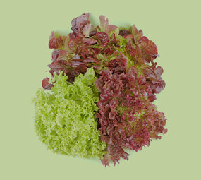 Botmas Biologische Gemengde Sla - Vers