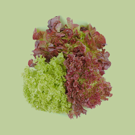 Botmas Biologische Gemengde Sla - Vers Botmas Biologische Gemengde Sla - Vers