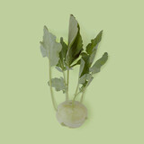 Botmas Biologische Koolrabi - Vers