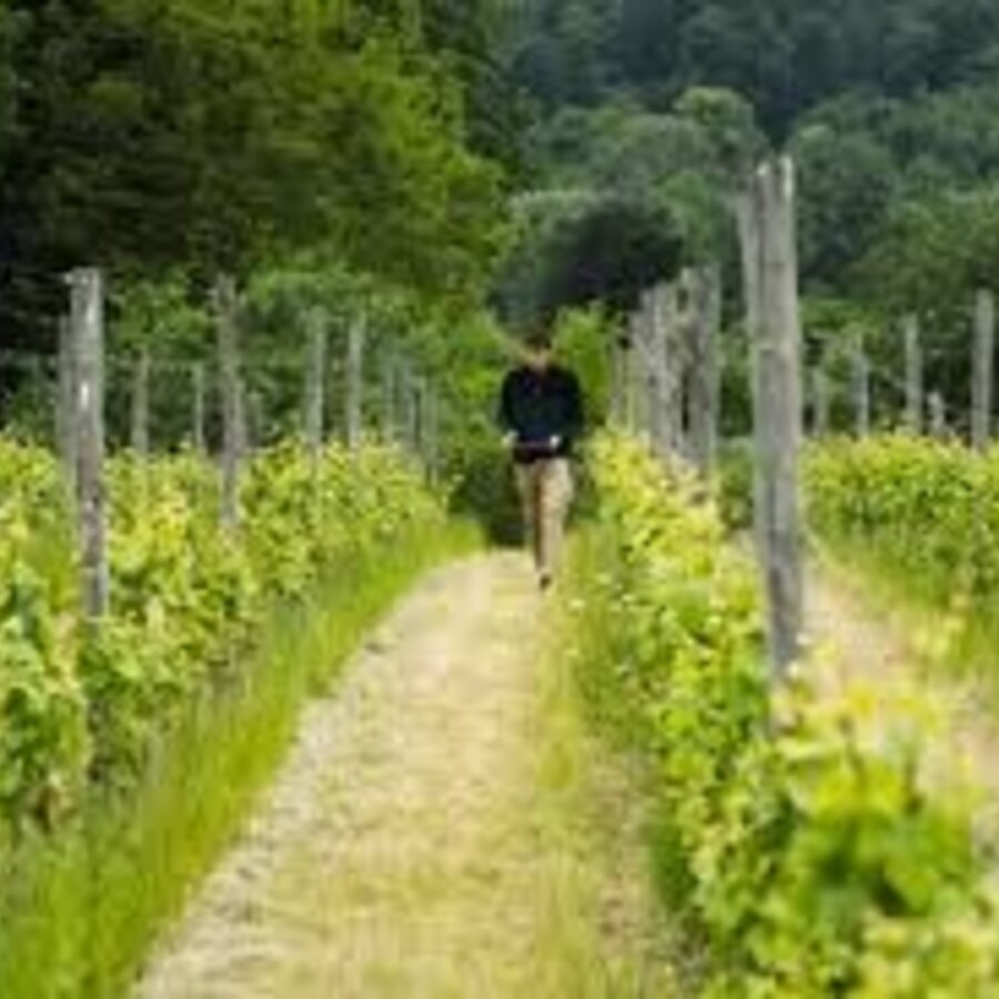 Vignoble Du Château De Bousval