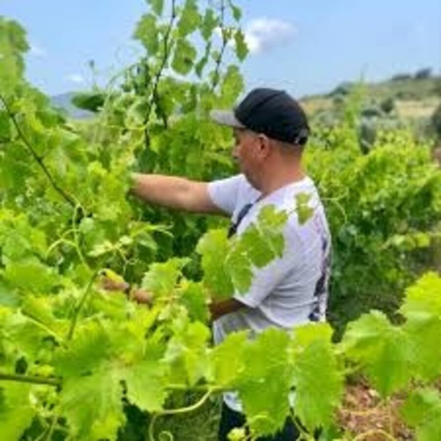 Celler Les Foes