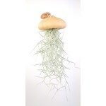 Airplant in a box | Oker