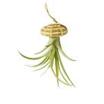 Tillandsia Capitata Hangend | Naturel