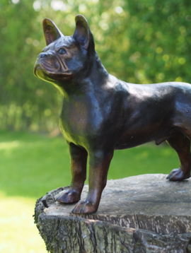 Bulldog statue Max