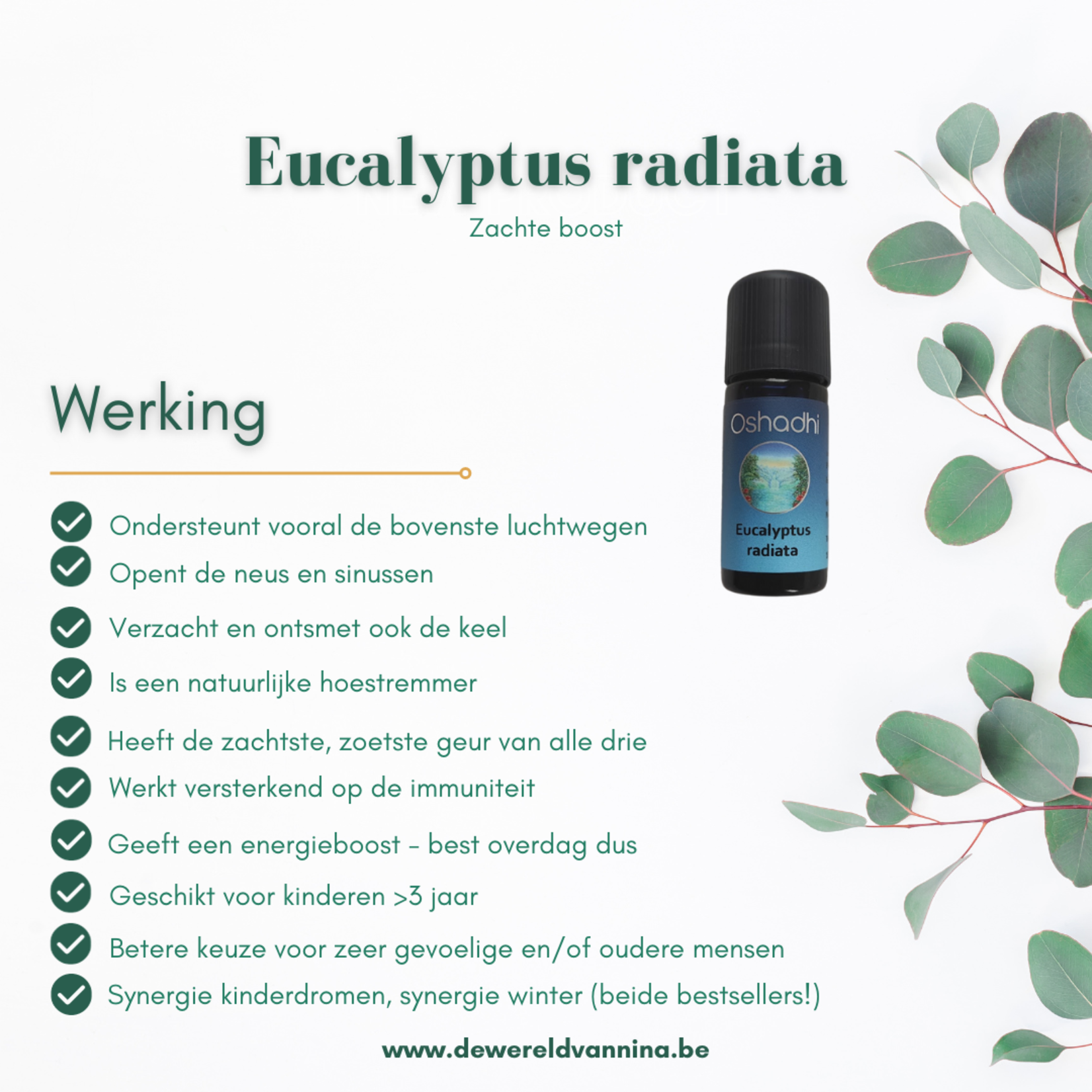 Oshadhi Eucalyptus radiata Oshadhi - zuiverend - 10ml