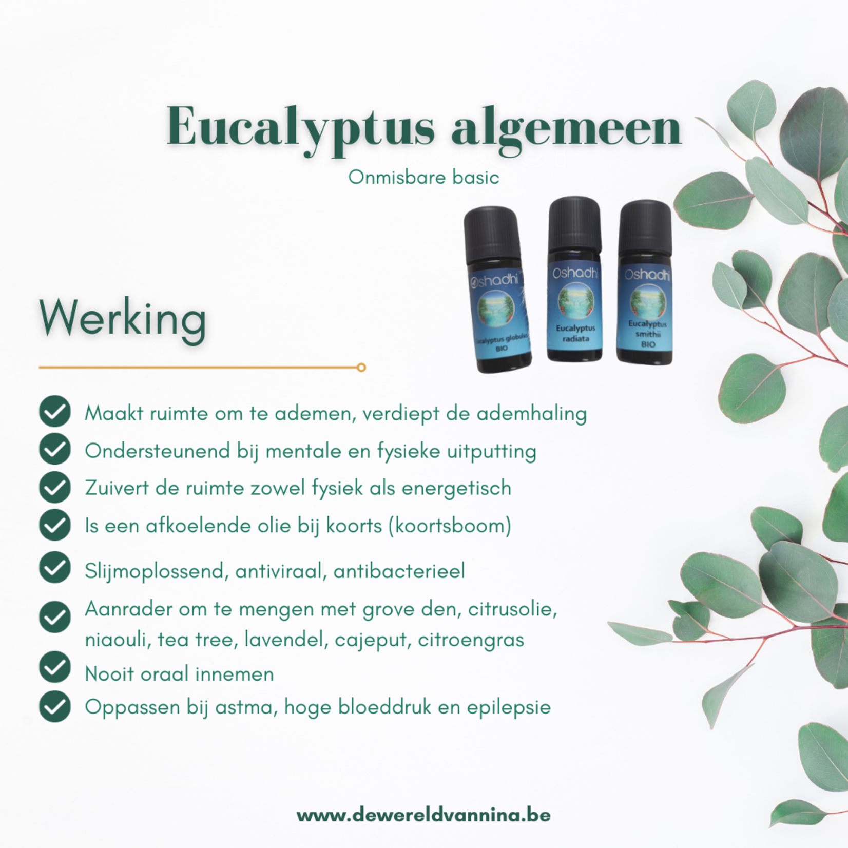 Oshadhi Eucalyptus smithii bio Oshadhi - zachte eucalyptussoort voor kinderen - 10ml