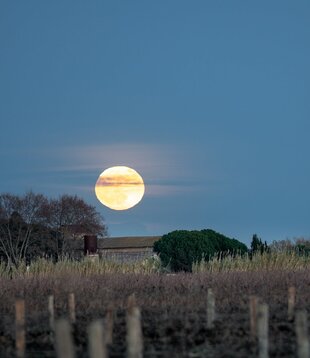 volle maan ritueel 8 Maan van de rijpende bessen