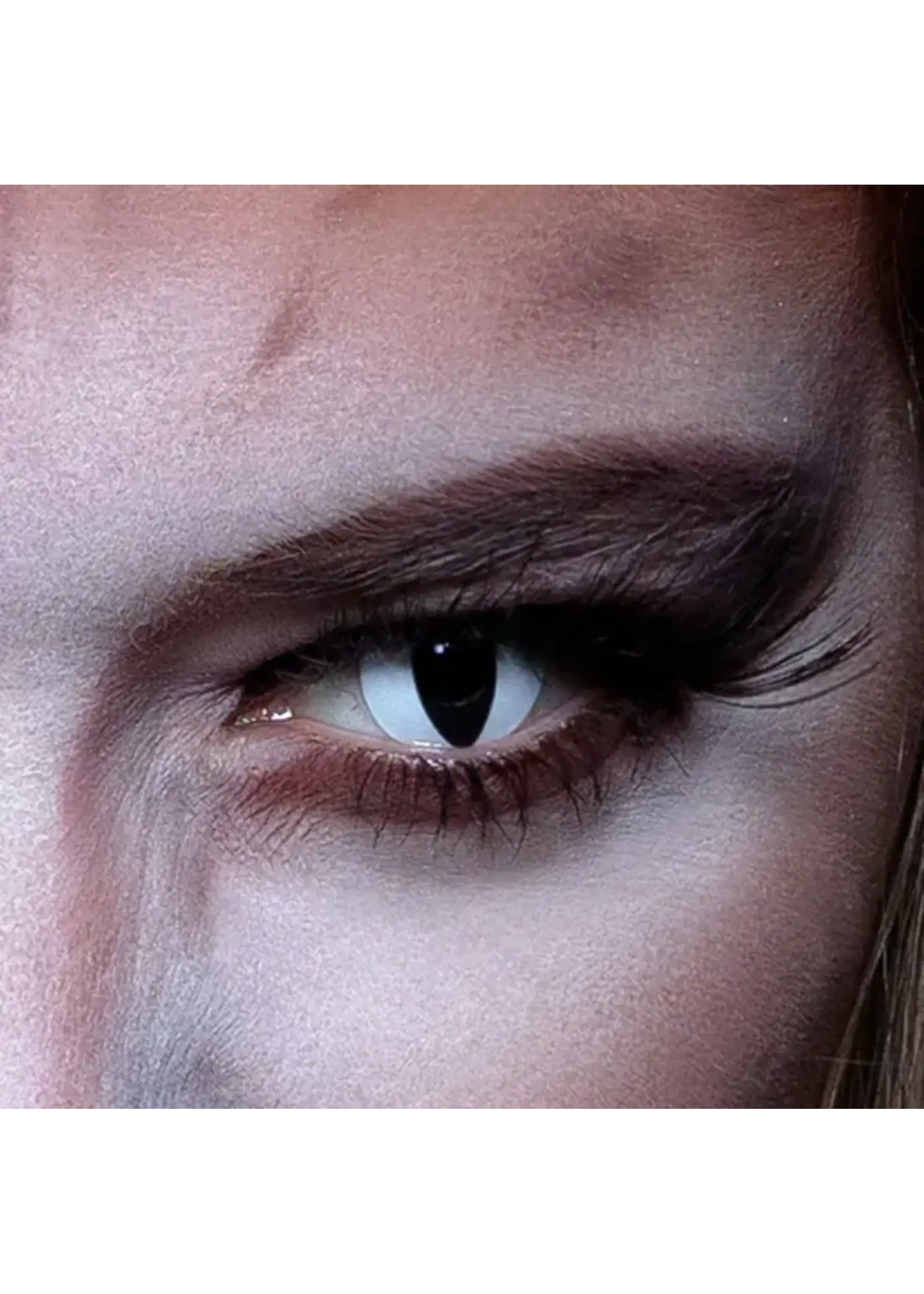 Boland 3-maandslenzen kat