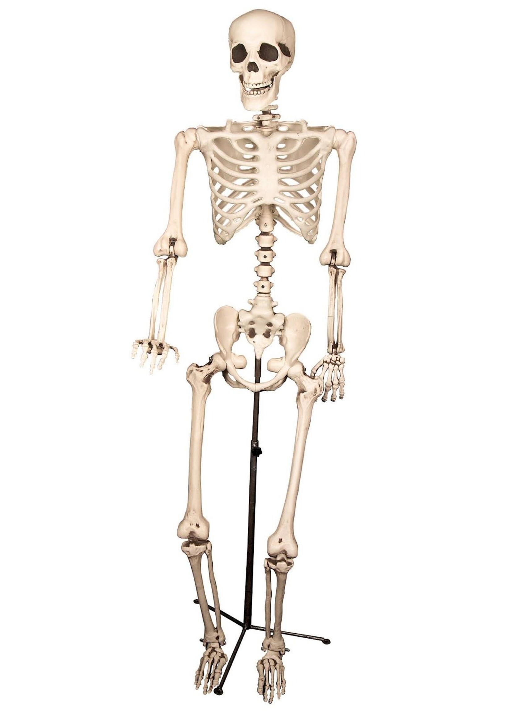 Feestkleding Breda Deco Skelet staand 155cm