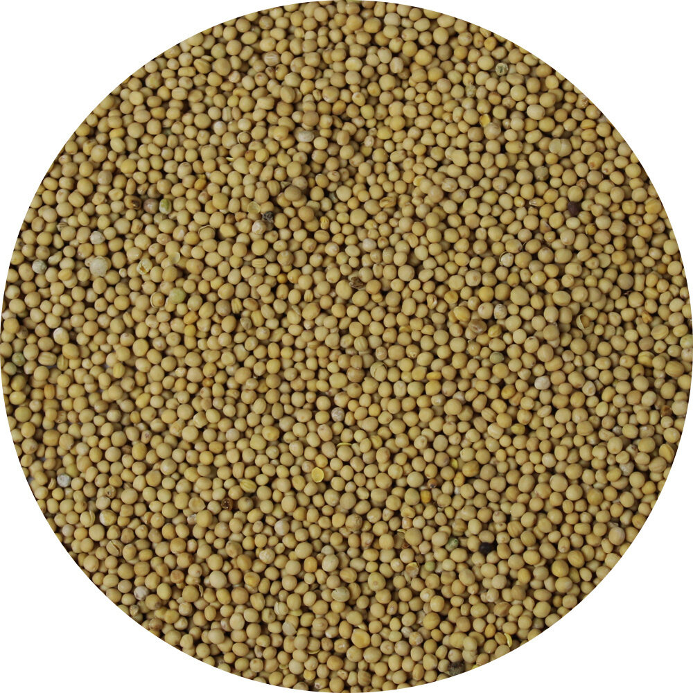 Mosterdzaad geel heel Mosterdzaad geel heel