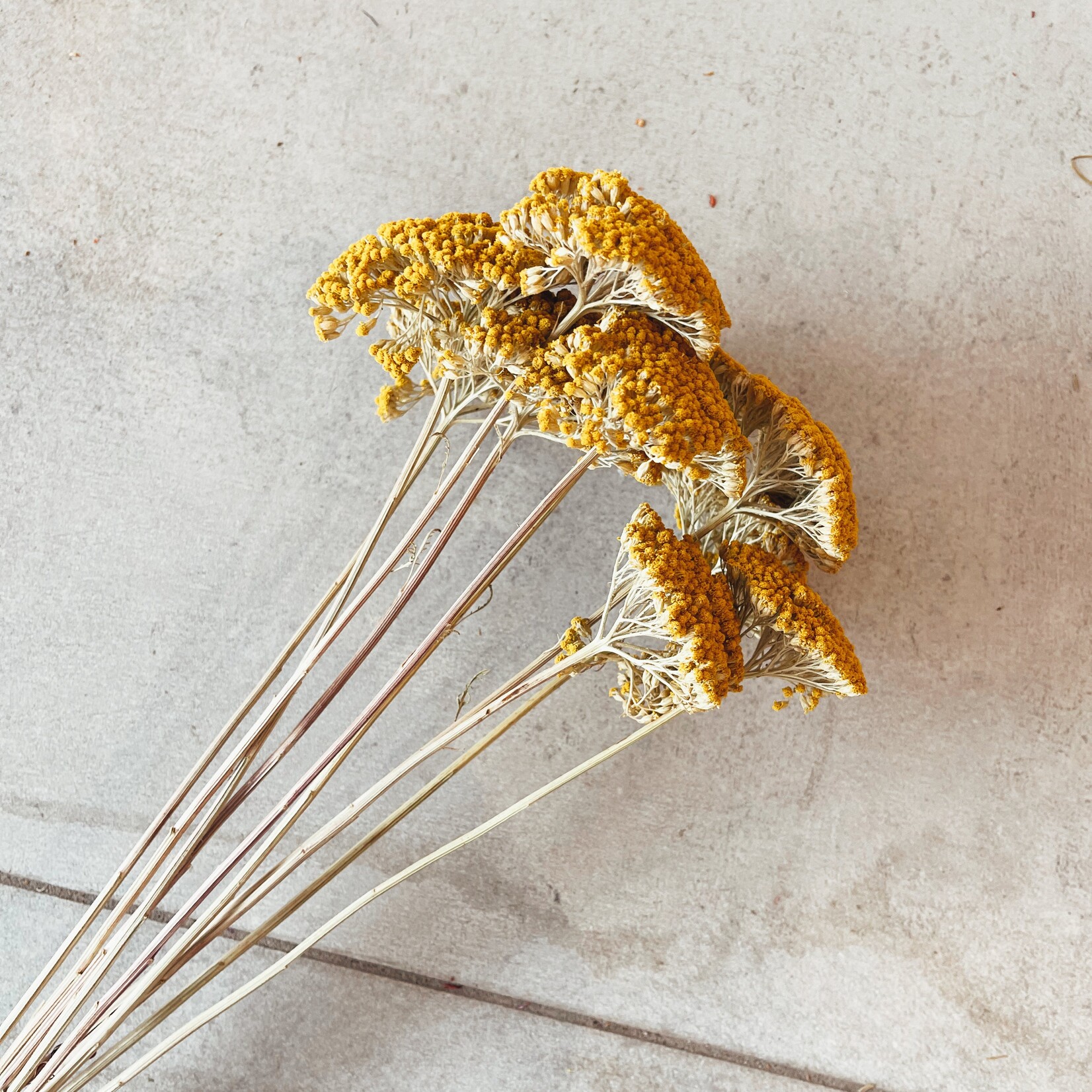 Uma Cantik Achillea Parker Yellow Gedroogde Bloemen