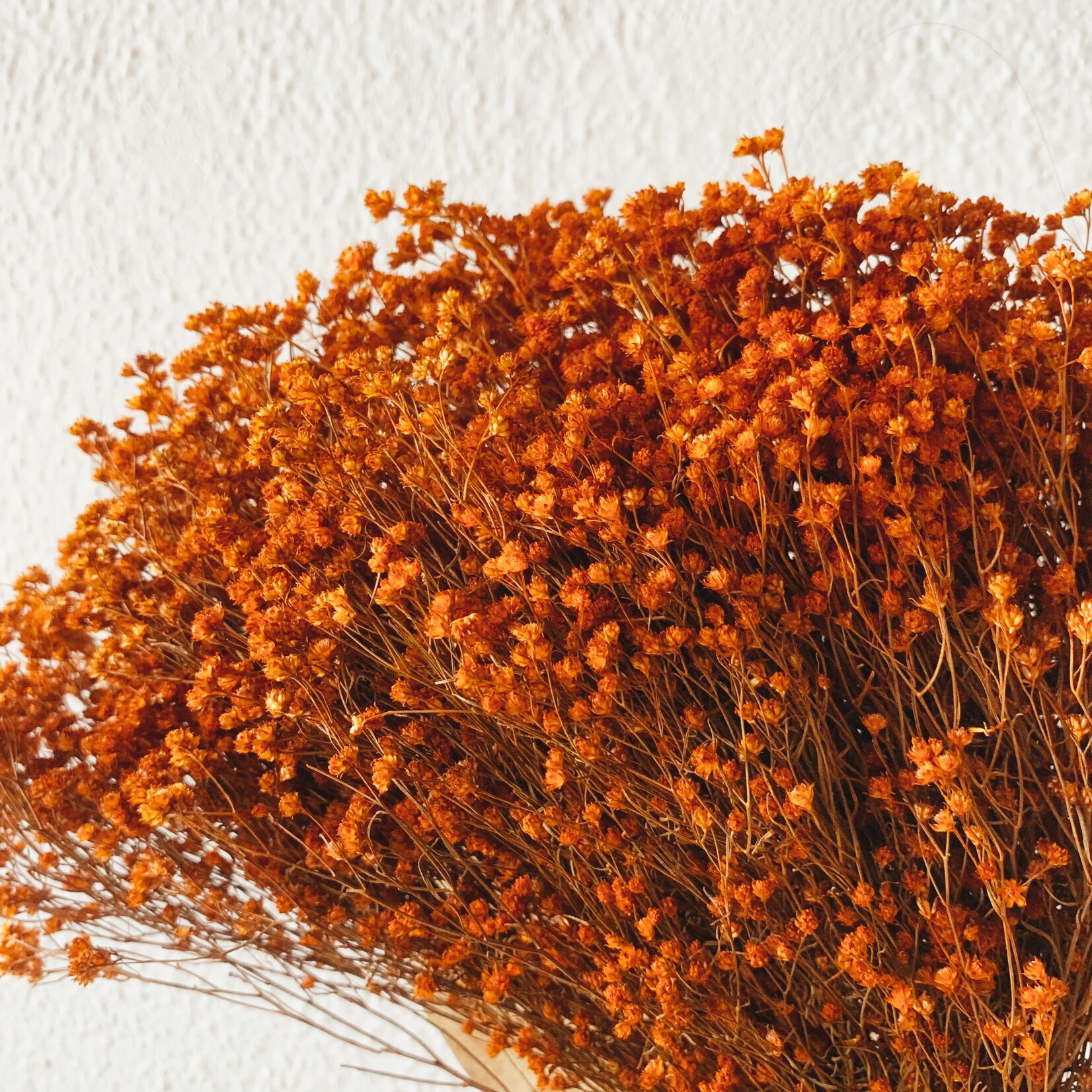 Uma Cantik Broom Bloom Orange Gedroogde Bloem