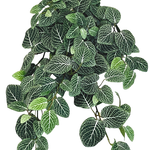 Greenmoods Kunst hangplant Fittonia Groen-wit 70cm