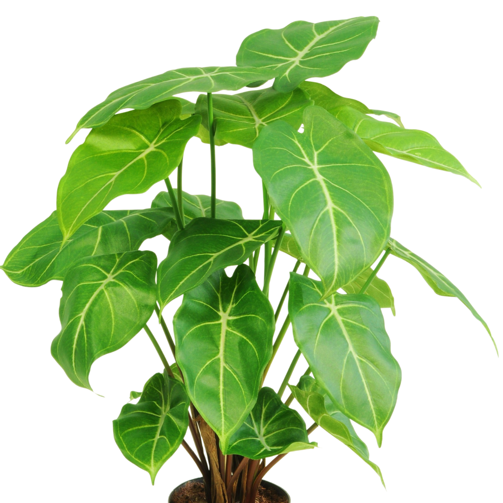 Greenmoods Kunstplant Syngonium 58 cm