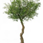 Greenmoods Kunstmatige olijfboom van 270 cm met olijven.