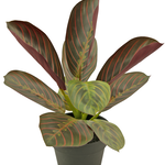 Greenmoods Kunstplant Goeppertia makoyana 30 cm in sierpot zwart